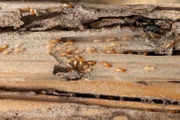 Best Wildlife Control Services  in Bell Acres, PA