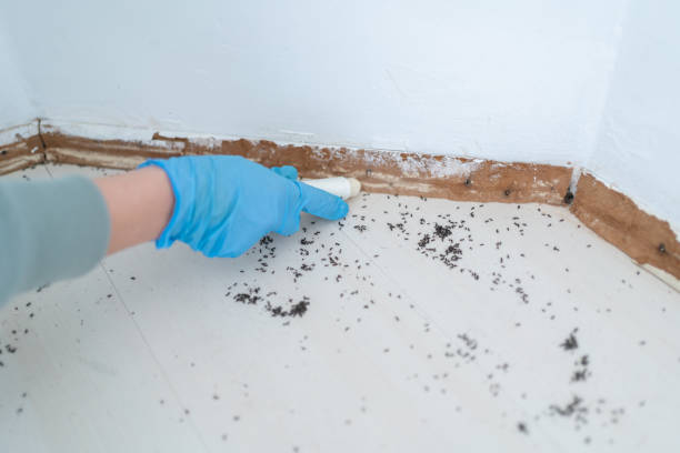 Best Pest Prevention Services  in Bell Acres, PA